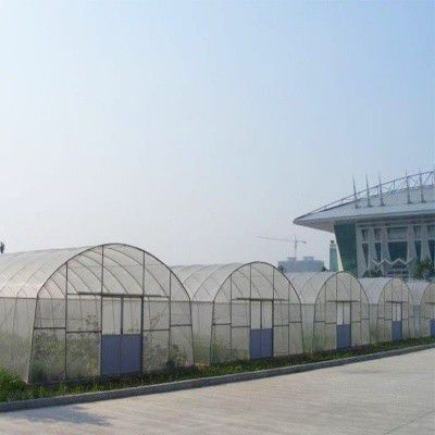 吉陽西瓜大棚